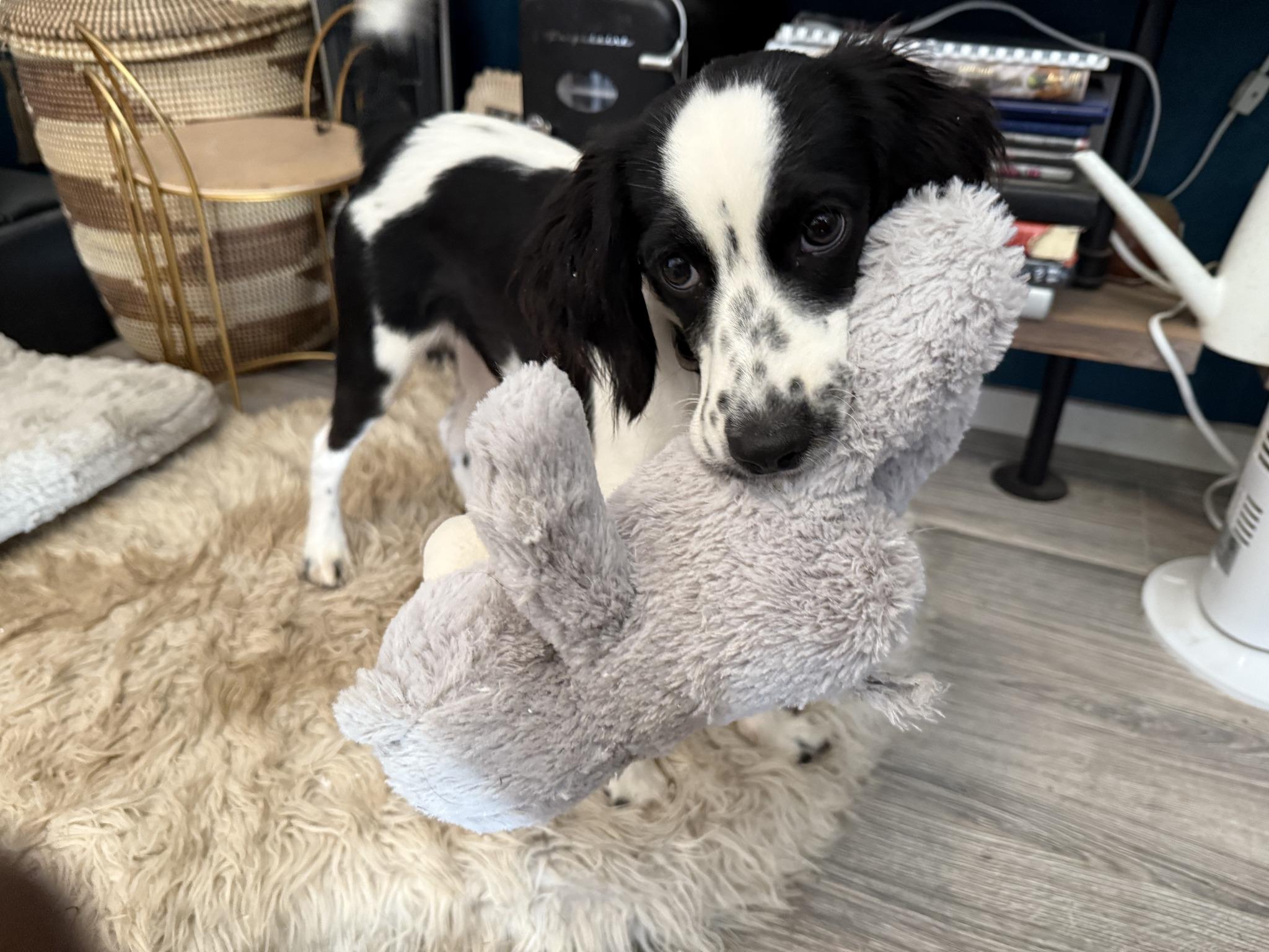 Voodoo, Adoptable, Puppy Male Cocker Spaniel.