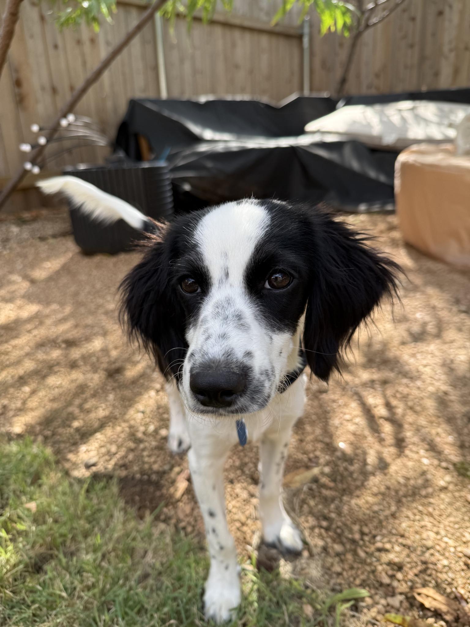 Voodoo, a Adoptable mixed breed in Austin, TX image 2/4