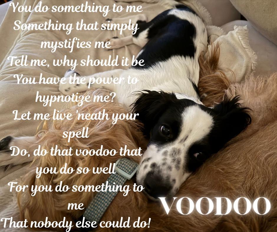 Voodoo, a Adoptable mixed breed in Austin, TX image 3/4