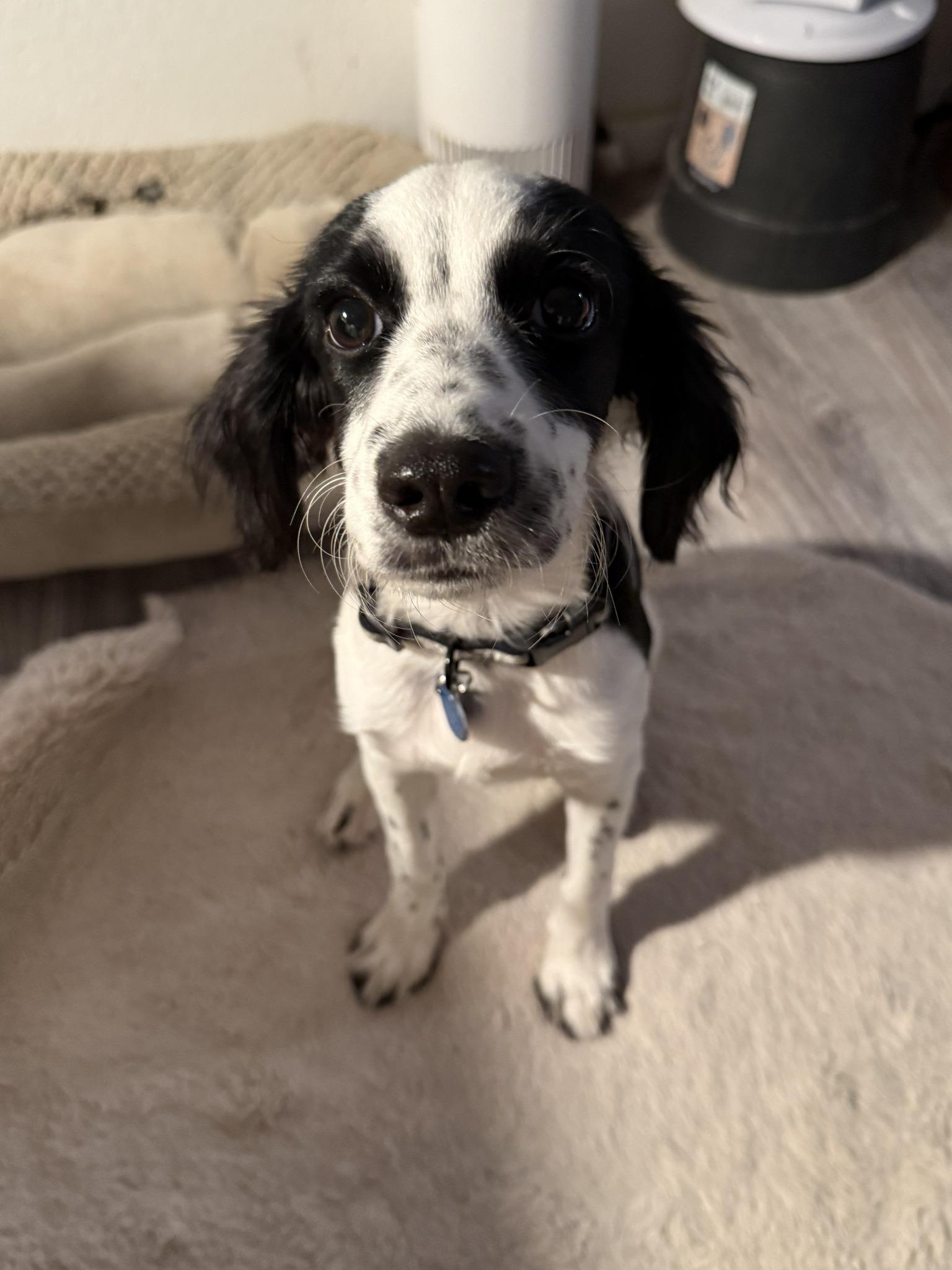 Voodoo, a Adoptable mixed breed in Austin, TX image 4/4