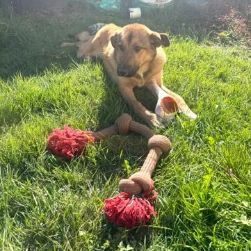 Enlarge Amory, a Adoptable mixed breed in Manhasset, NY image 4/5