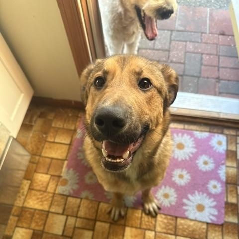 Enlarge Amory, a Adoptable mixed breed in Manhasset, NY image 2/5