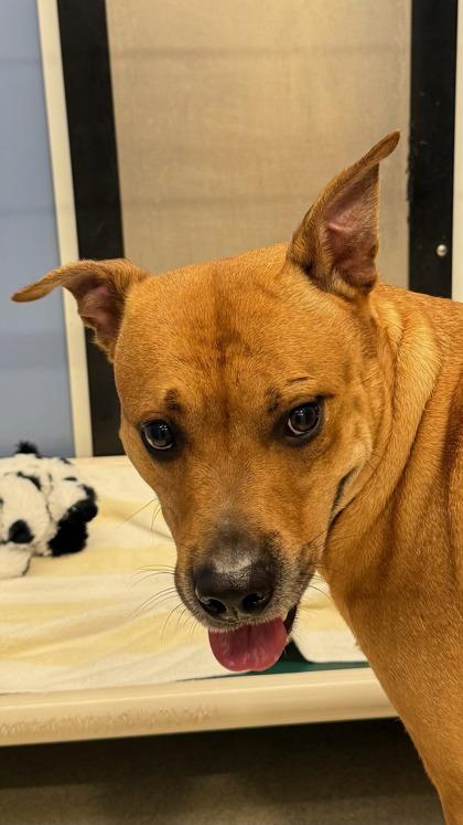 Scoobie, Adoptable, Adult Male Black Mouth Cur & Mixed Breed.