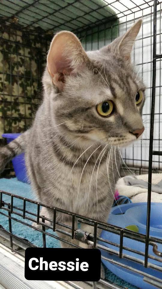 Chessie, a Adoptable mixed breed in Whitewater, WI image 3/5