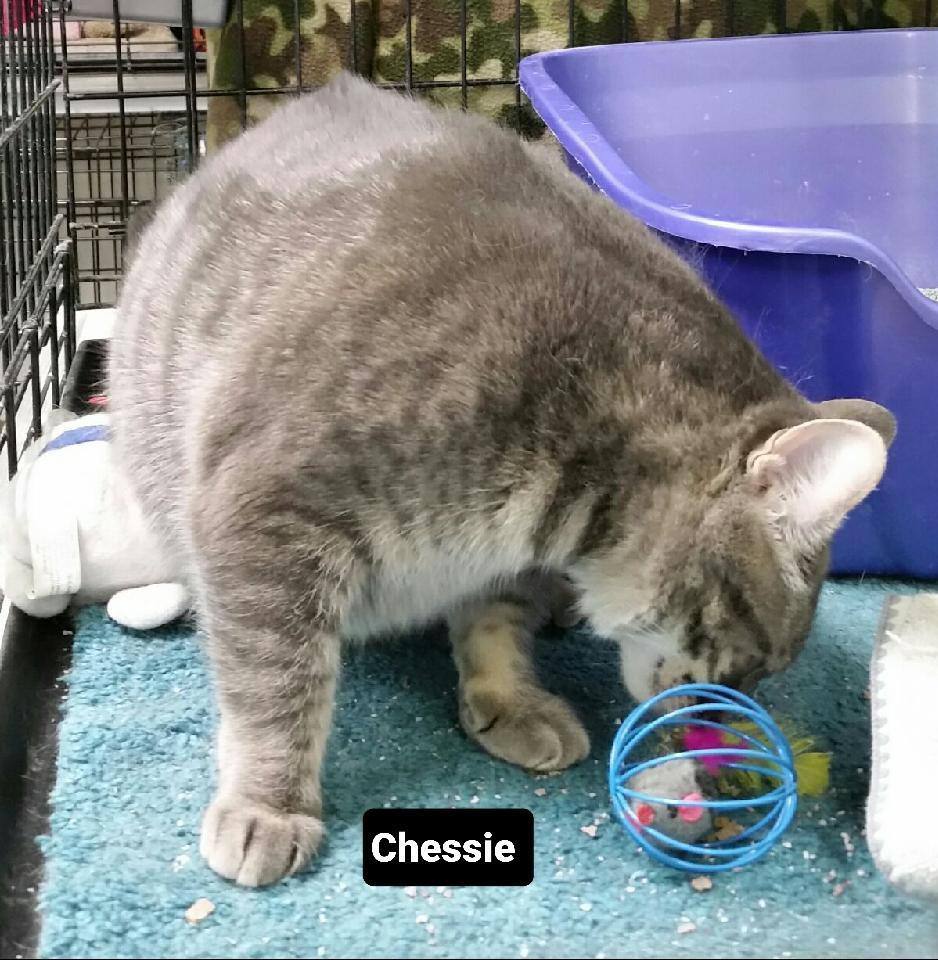 Chessie, a Adoptable mixed breed in Whitewater, WI image 4/5