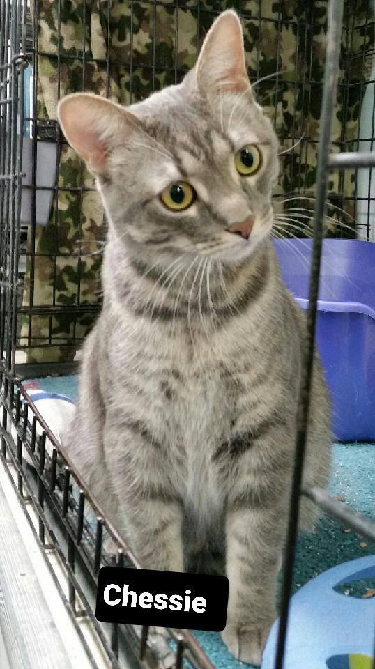 Chessie, a Adoptable mixed breed in Whitewater, WI image 5/5