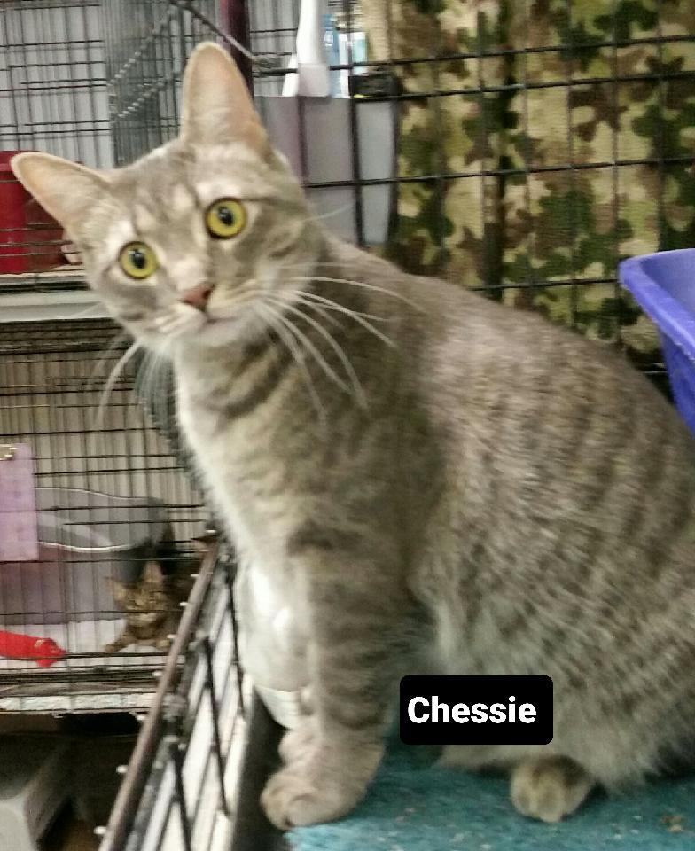Chessie, a Adoptable mixed breed in Whitewater, WI image 1/5