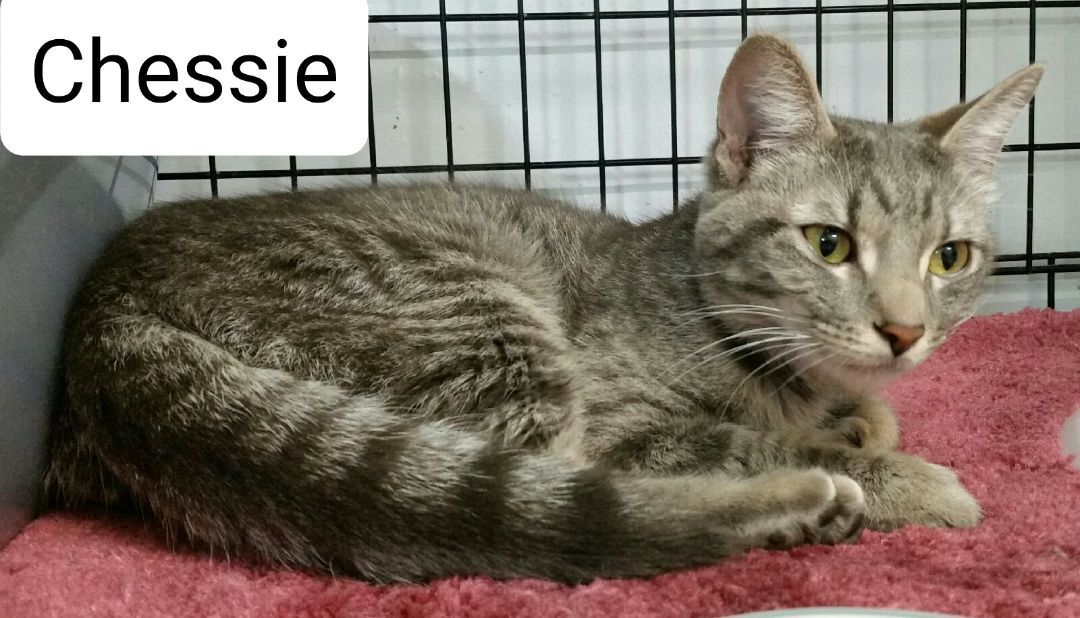Chessie, a Adoptable mixed breed in Whitewater, WI image 2/5