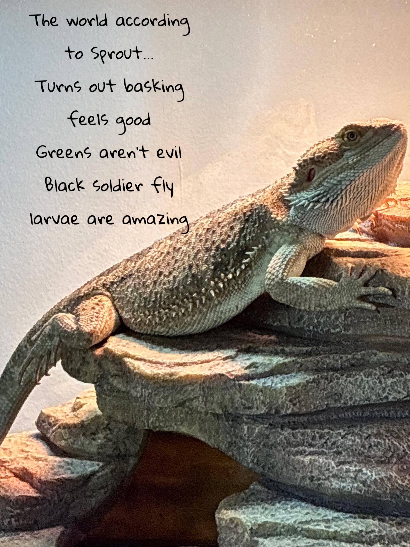Sprout, an adopted Bearded Dragon in JACKSON, NJ image 3/4