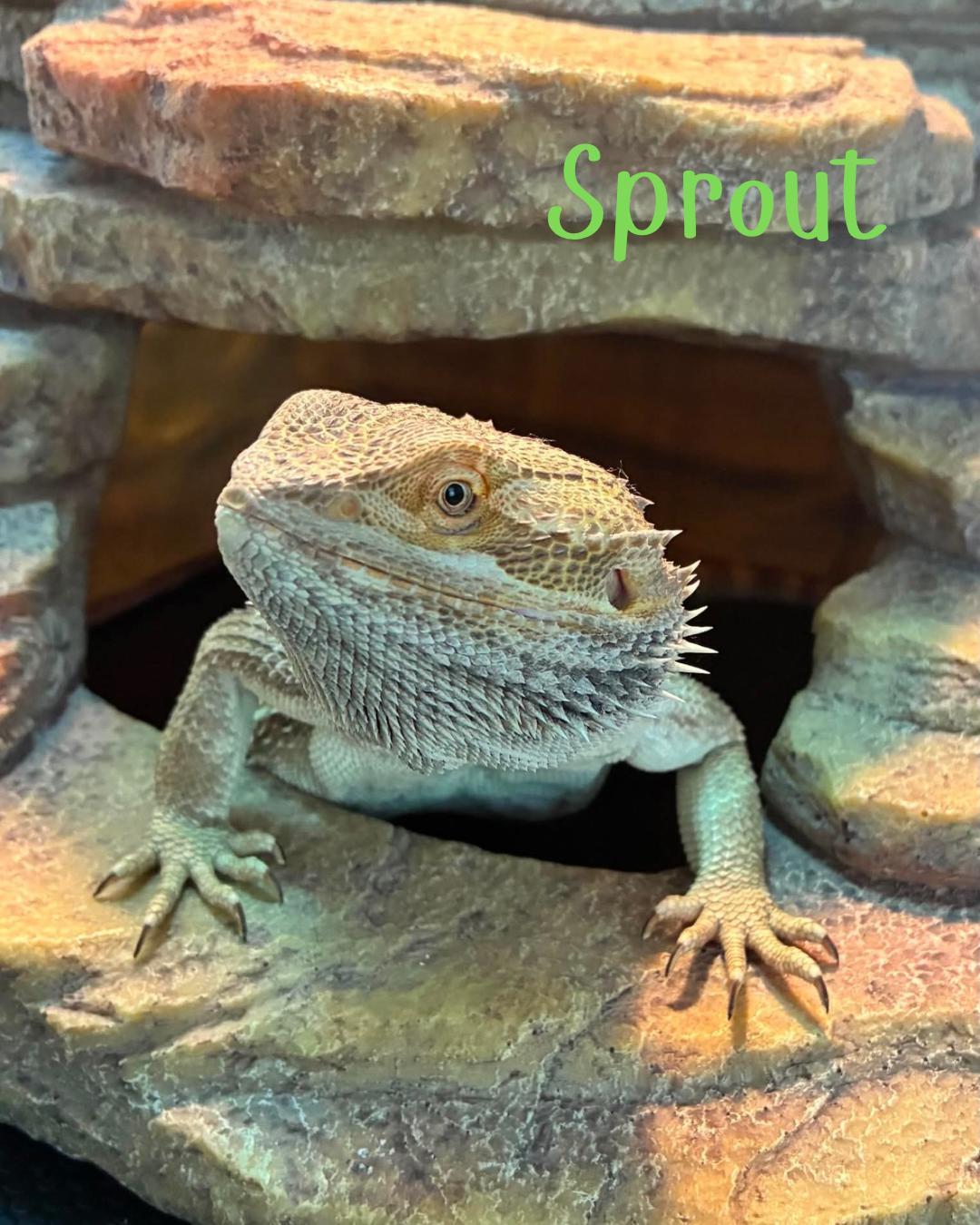 Sprout, adopted, Young Male Bearded Dragon.