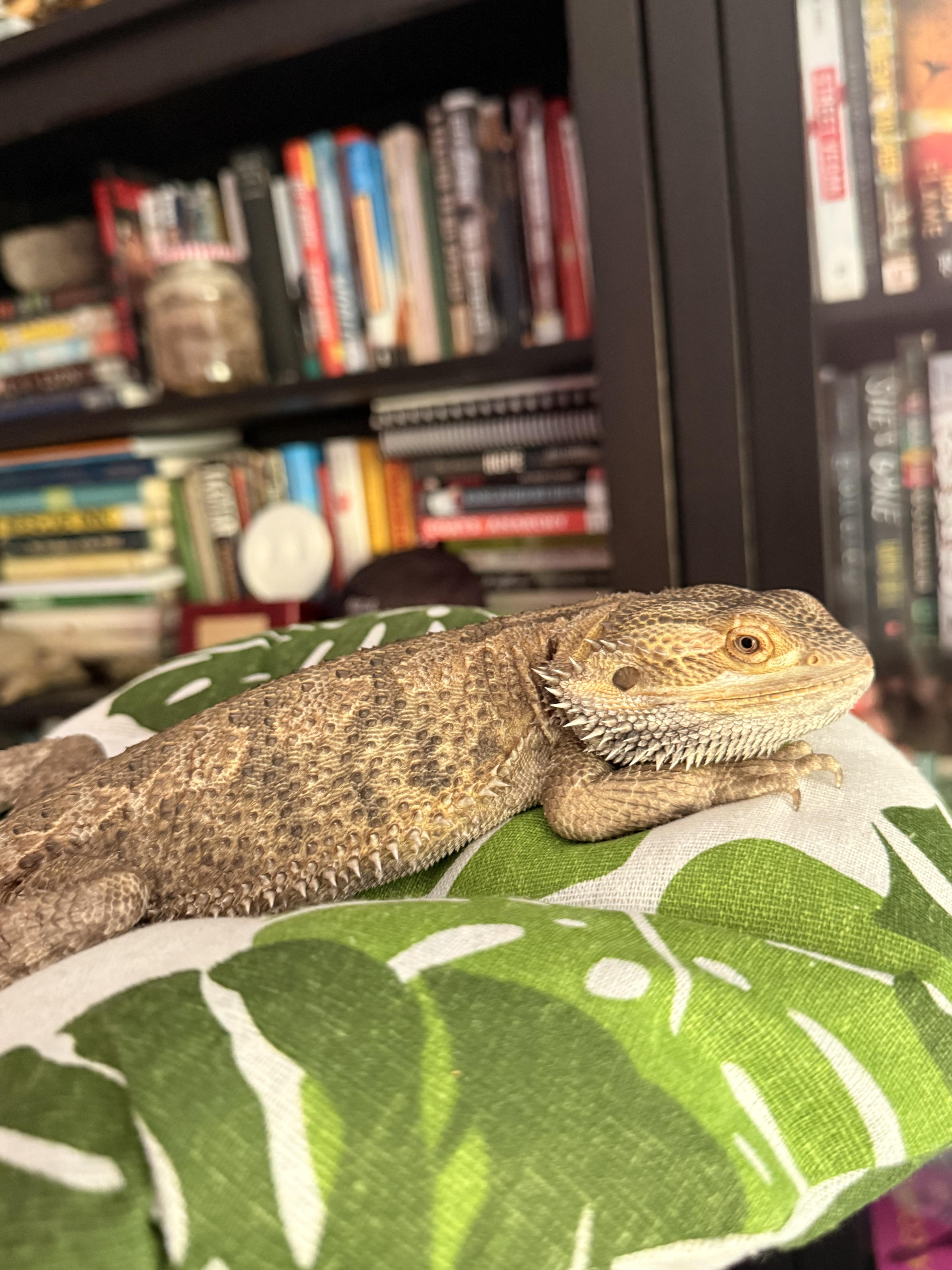 Sprout, an adopted Bearded Dragon in JACKSON, NJ image 4/4