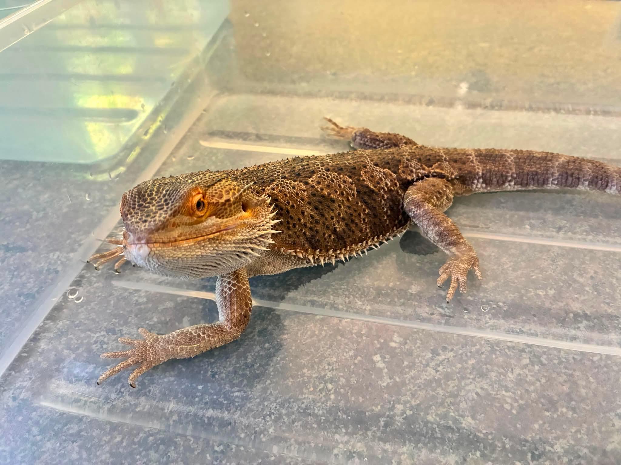 Sprout, an adopted Bearded Dragon in JACKSON, NJ image 2/4