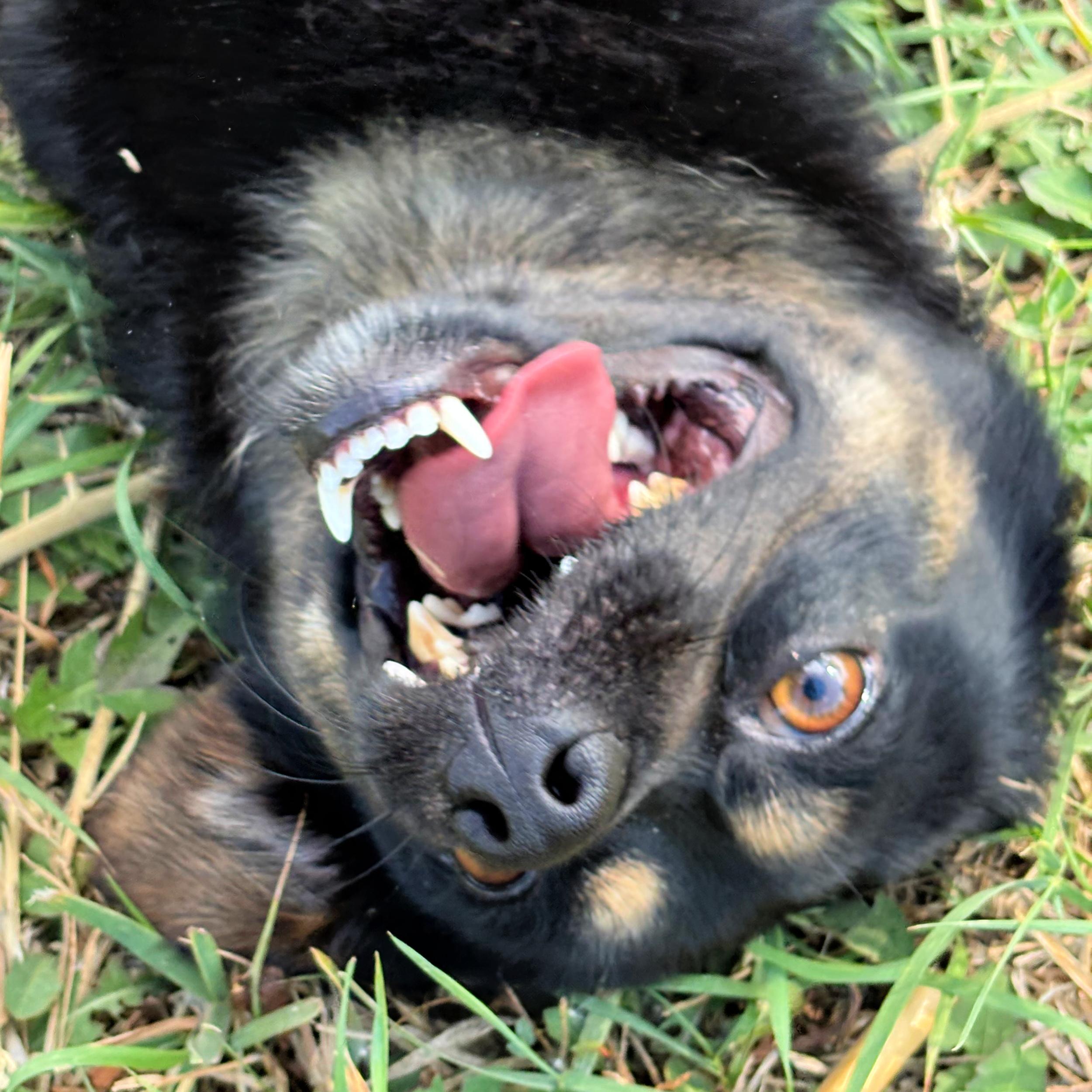 Rocky, a ADOPTABLE mixed breed in Lindon, UT image 1/5