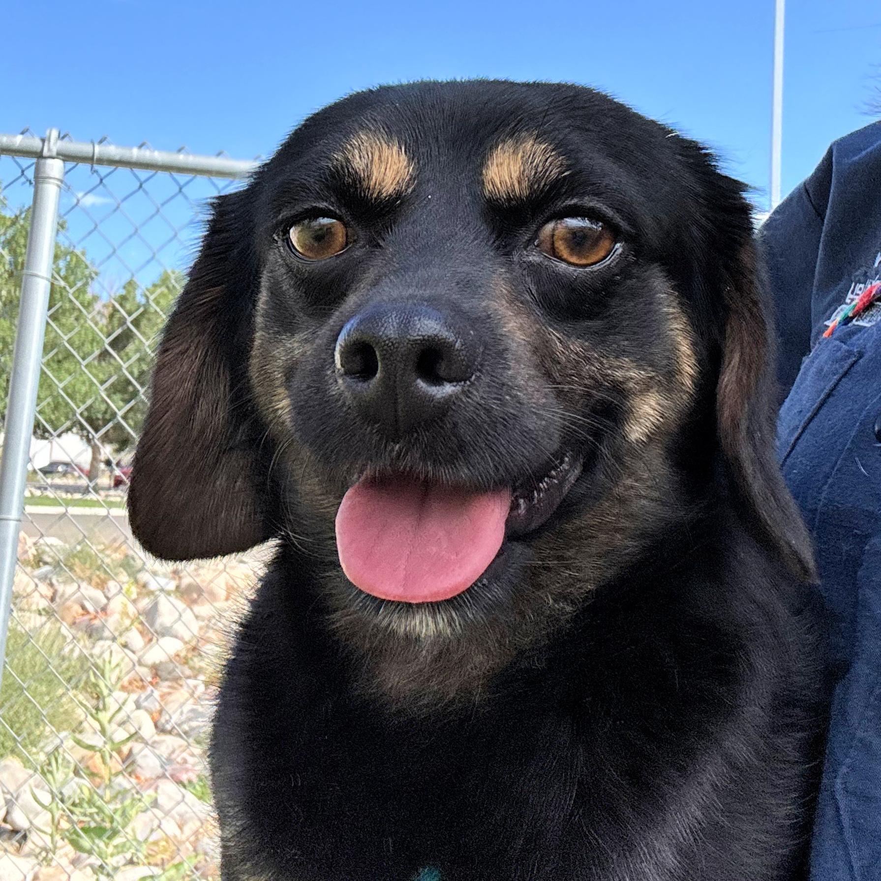 Rocky, a ADOPTABLE mixed breed in Lindon, UT image 2/5