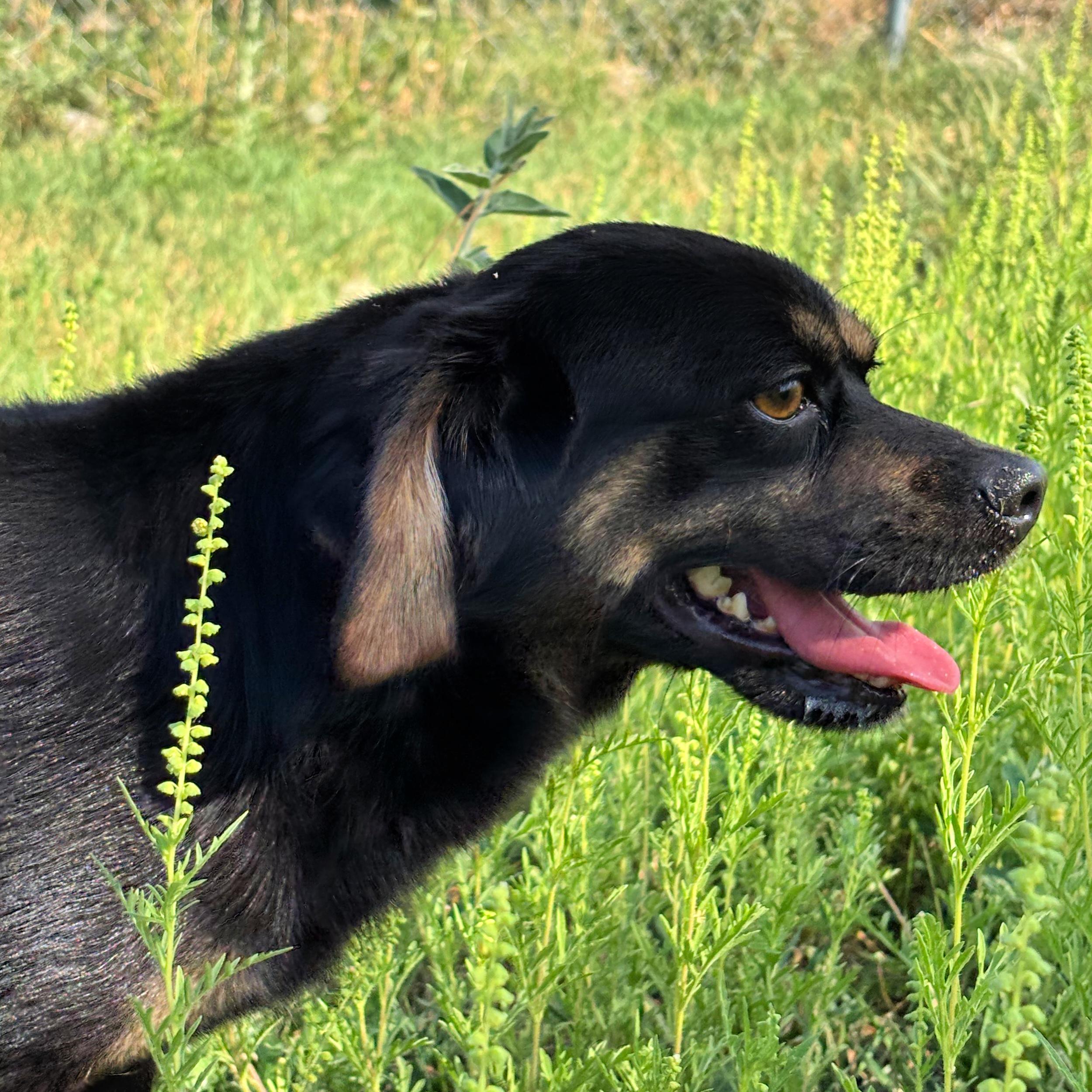 Rocky, a ADOPTABLE mixed breed in Lindon, UT image 3/5