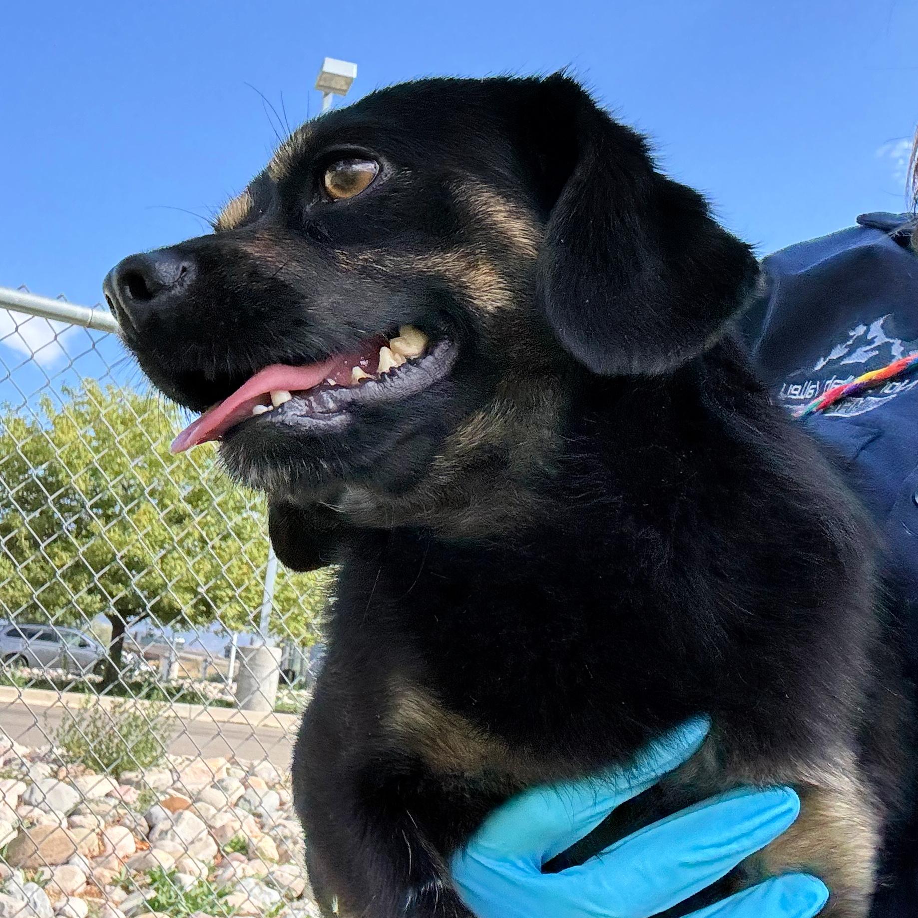 Rocky, a ADOPTABLE mixed breed in Lindon, UT image 4/5