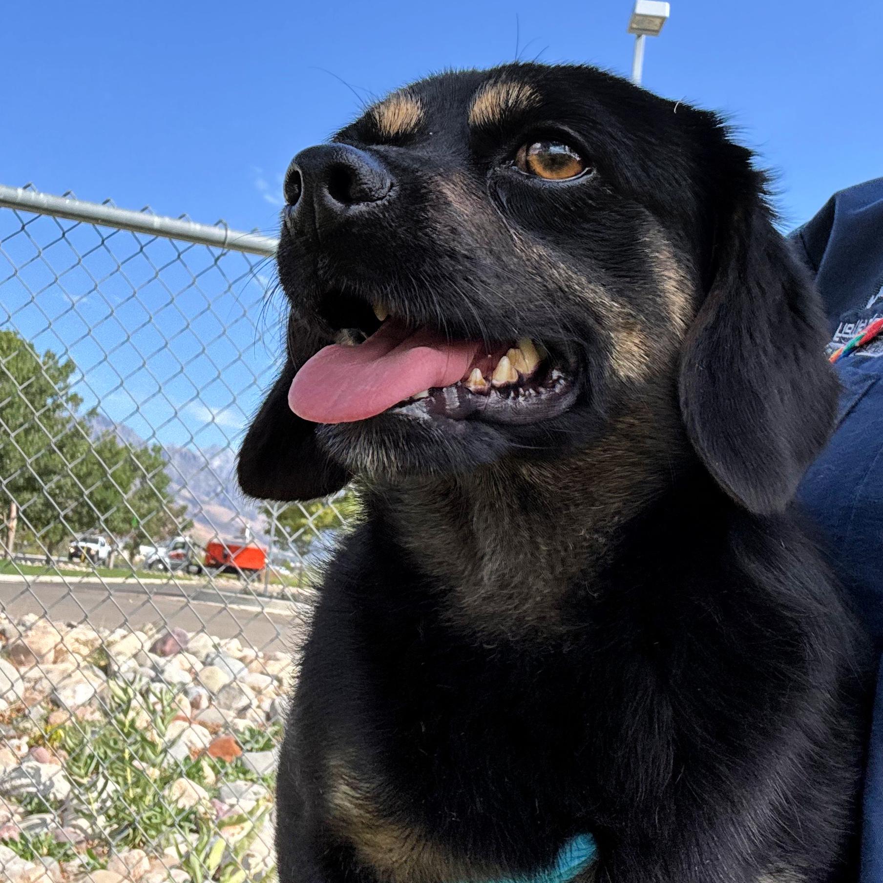Rocky, a ADOPTABLE mixed breed in Lindon, UT image 5/5