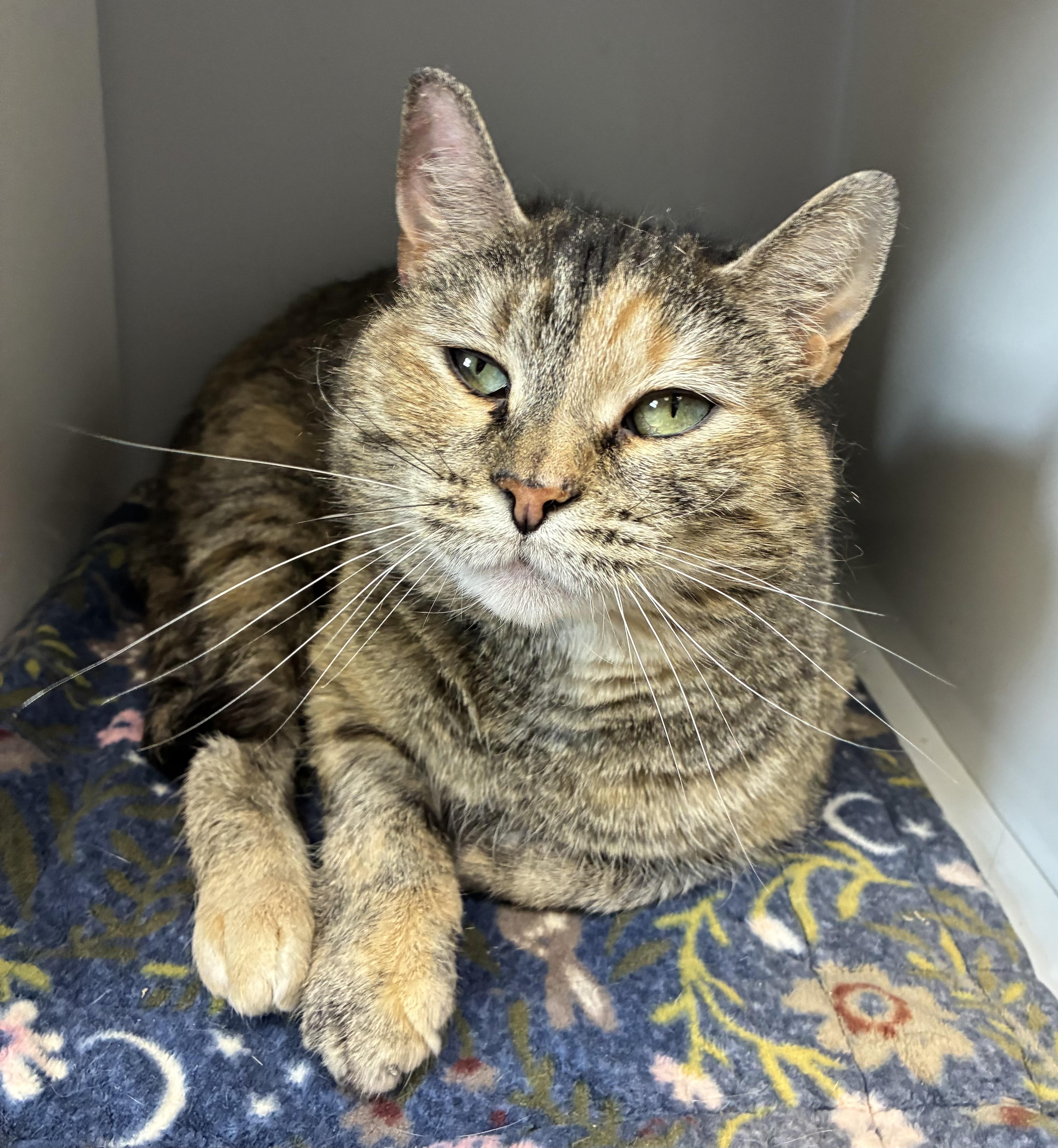 Enlarge Kitty Gaga, a ADOPTABLE Domestic Short Hair in Breinigsville, PA image 1/1