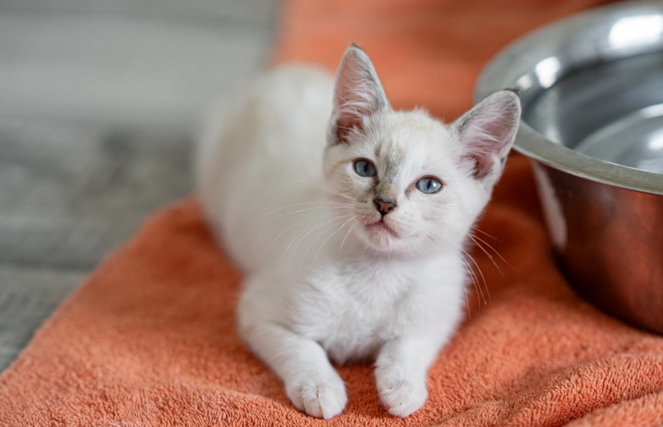 Snow, an adopted mixed breed in Marble Falls, TX image 2/3