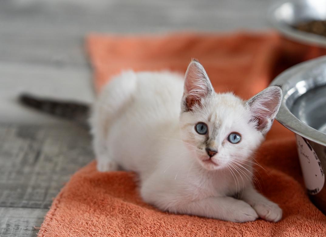 Snow, an adopted mixed breed in Marble Falls, TX image 3/3
