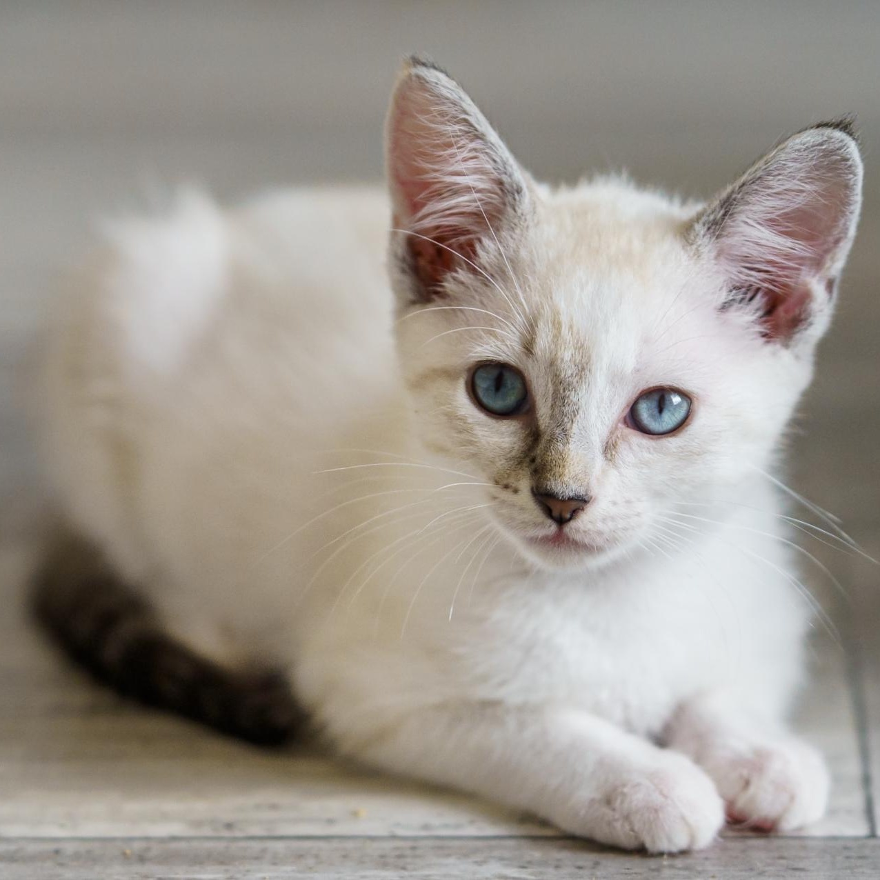 Snow, an adopted mixed breed in Marble Falls, TX image 1/3