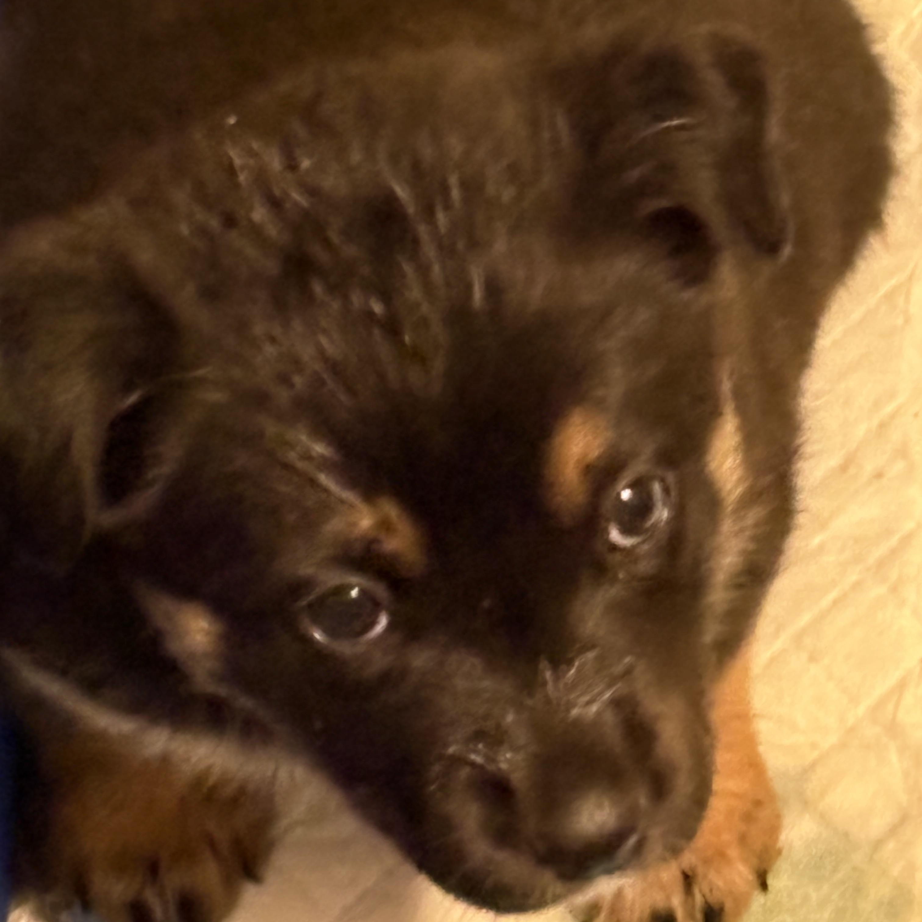 Eve, Adoptable, Puppy Female Retriever.