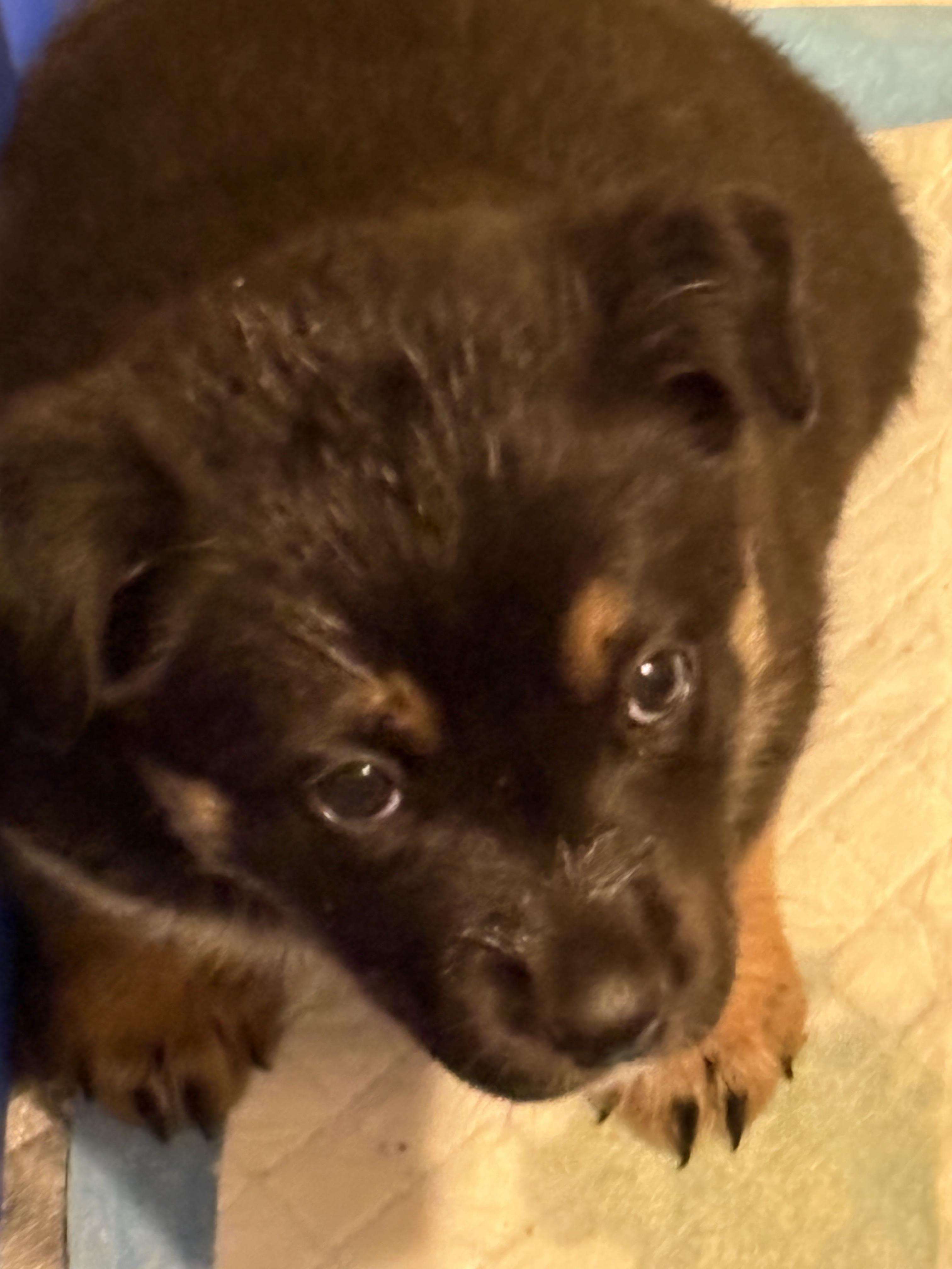 Eve, a Adoptable Retriever in Cheyenne, WY image 2/2