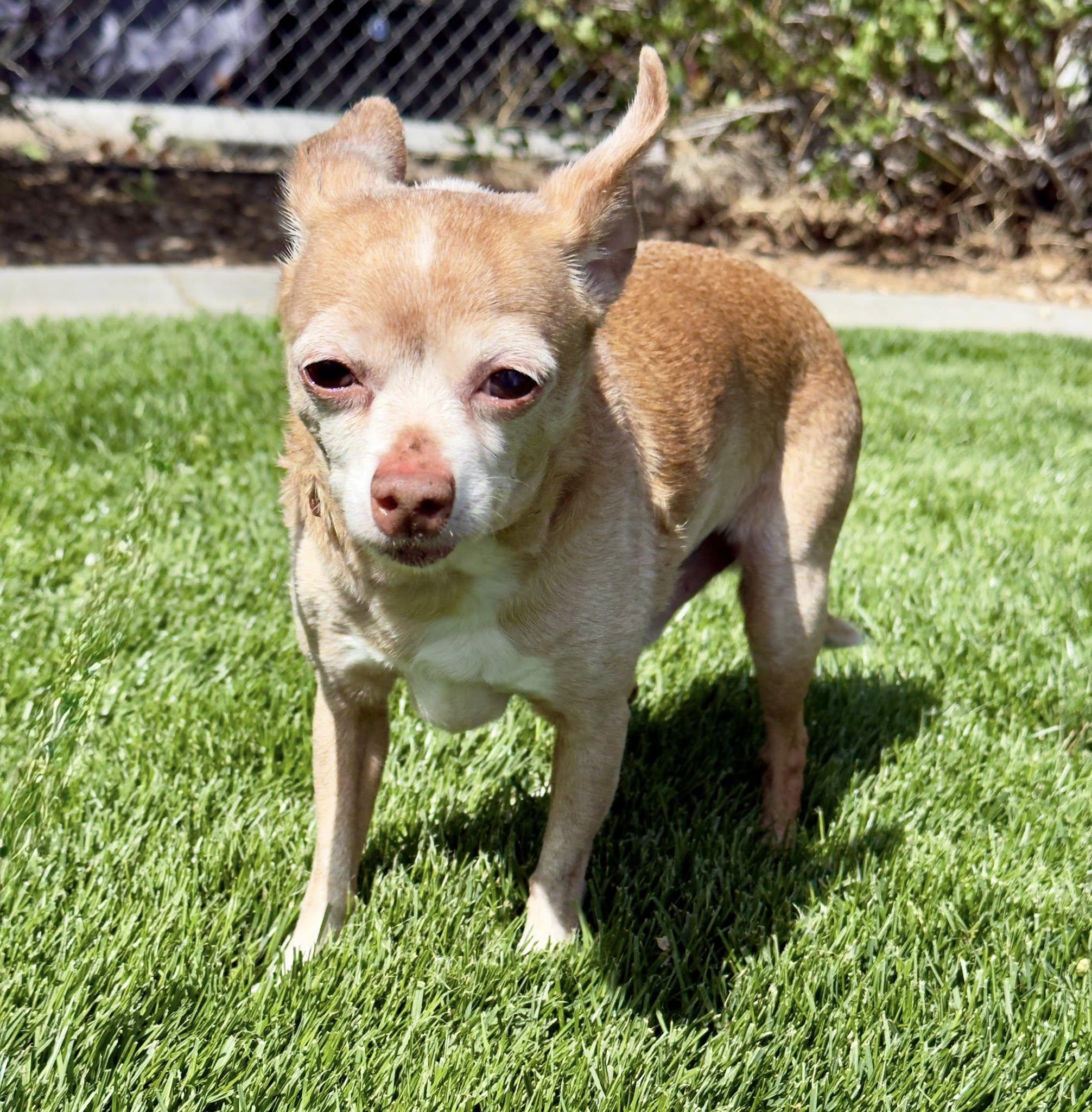 Napoleon, ADOPTABLE, Senior Male Chihuahua.