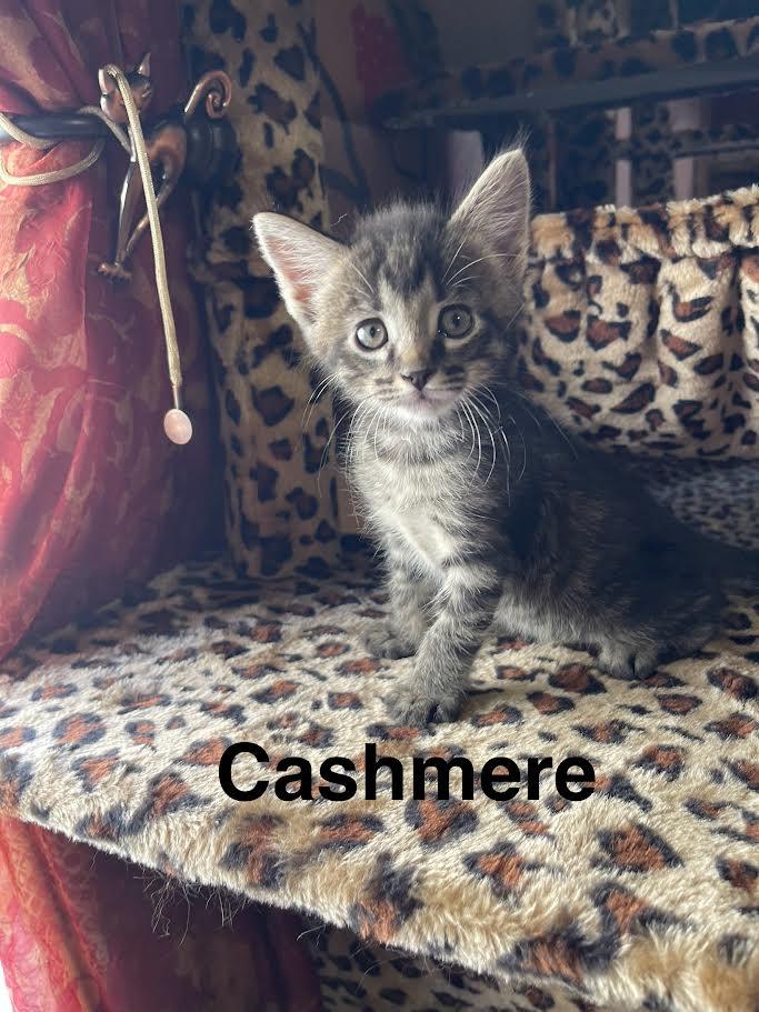 Cashmere Wilson photo 1