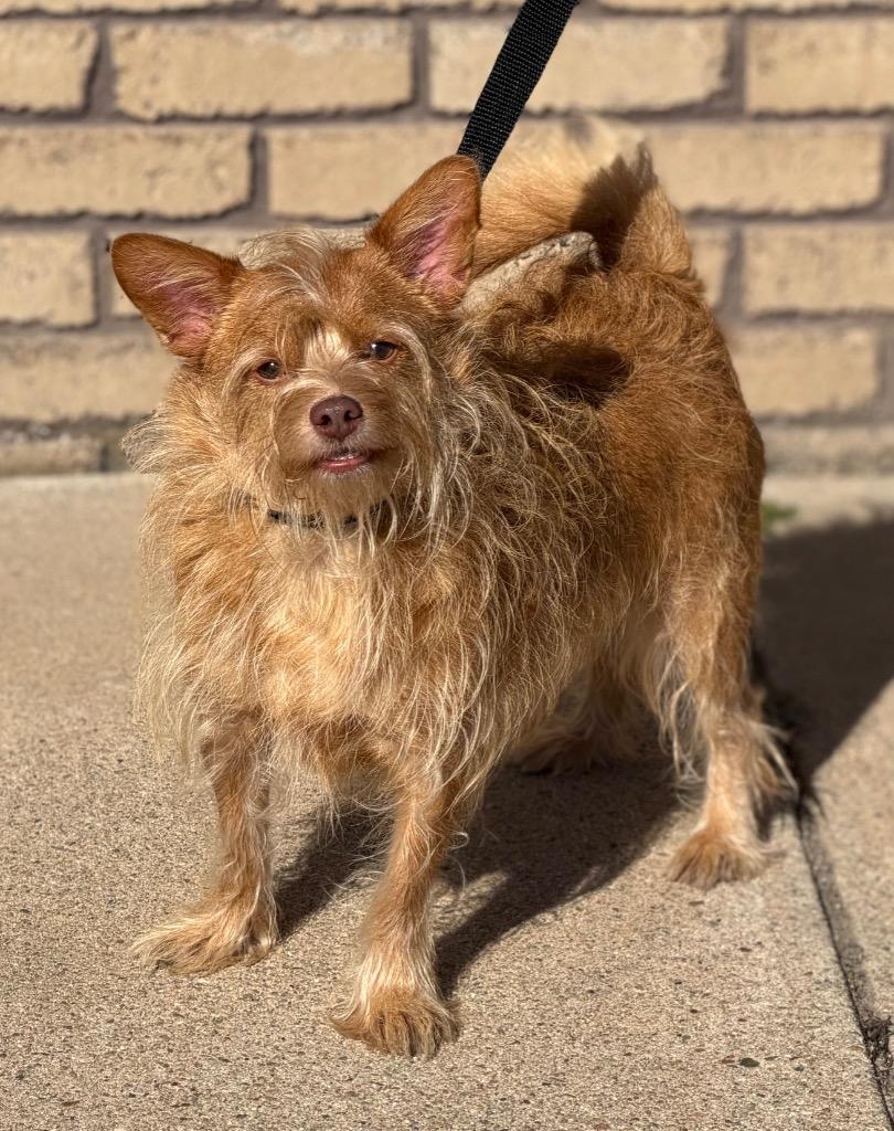 Eddie, Adoptable, Adult Male Terrier.