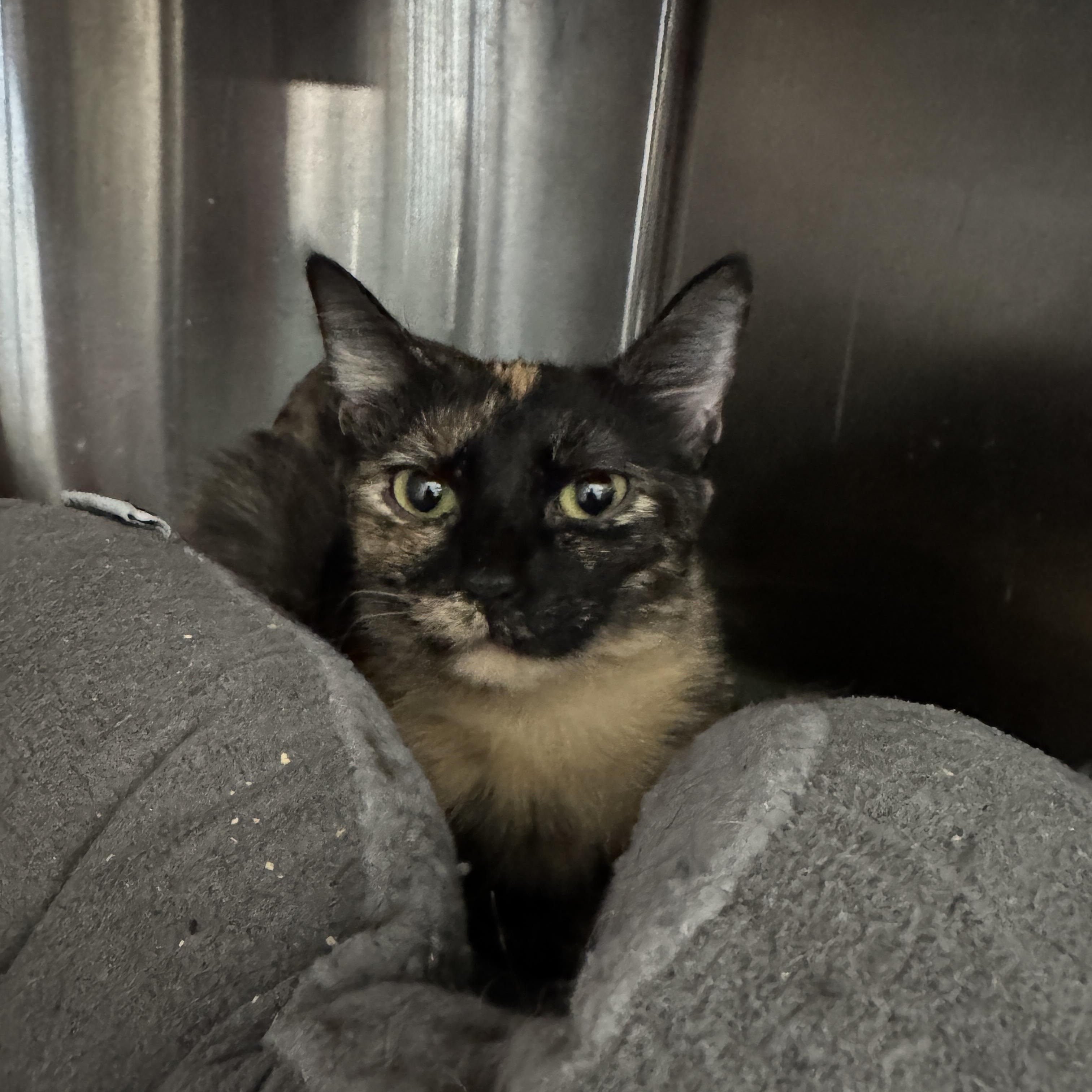 Bonita & Ruthie, Adoptable, Young Female Domestic Short Hair.