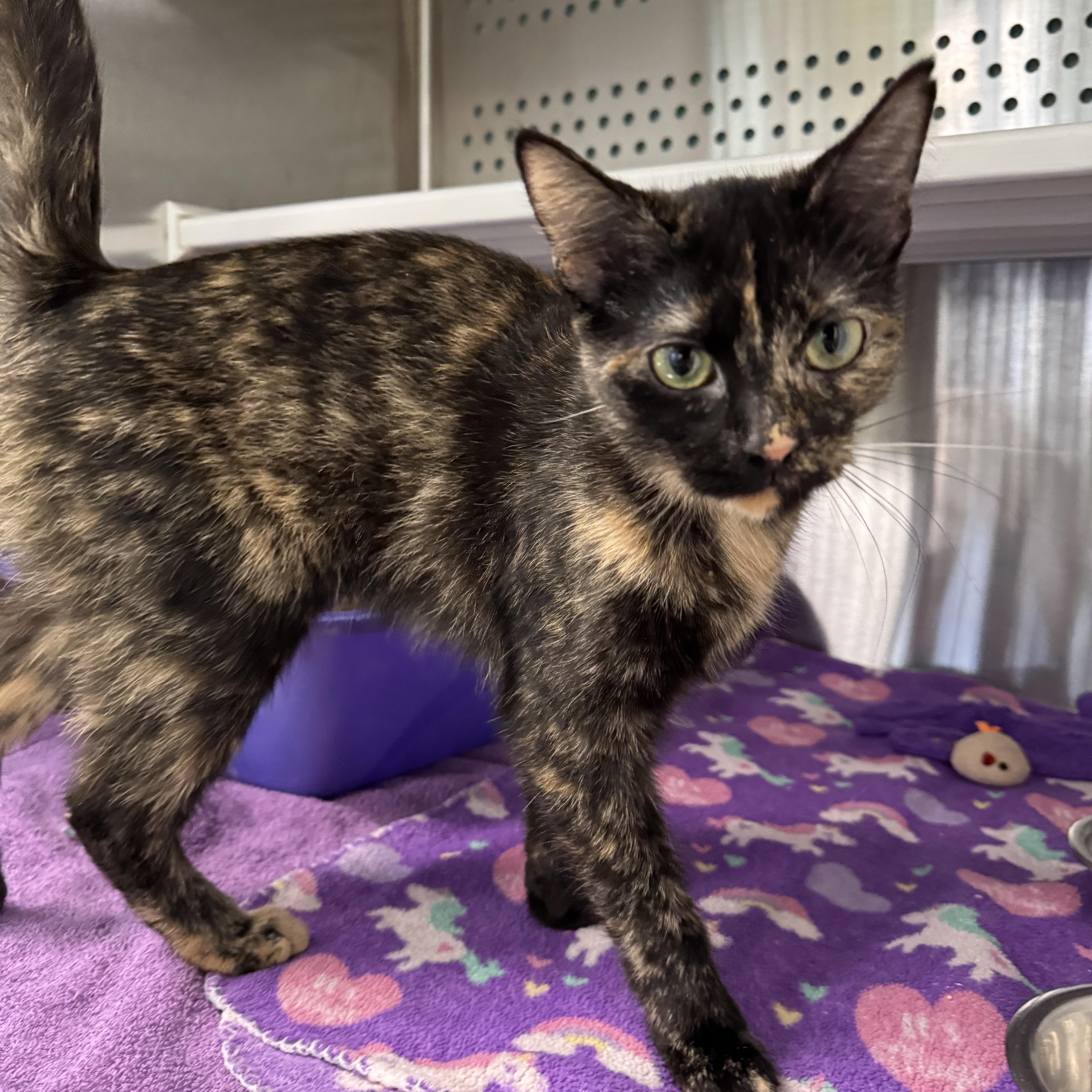 Bonita & Ruthie, a Adoptable Domestic Short Hair in Seneca, PA image 3/3