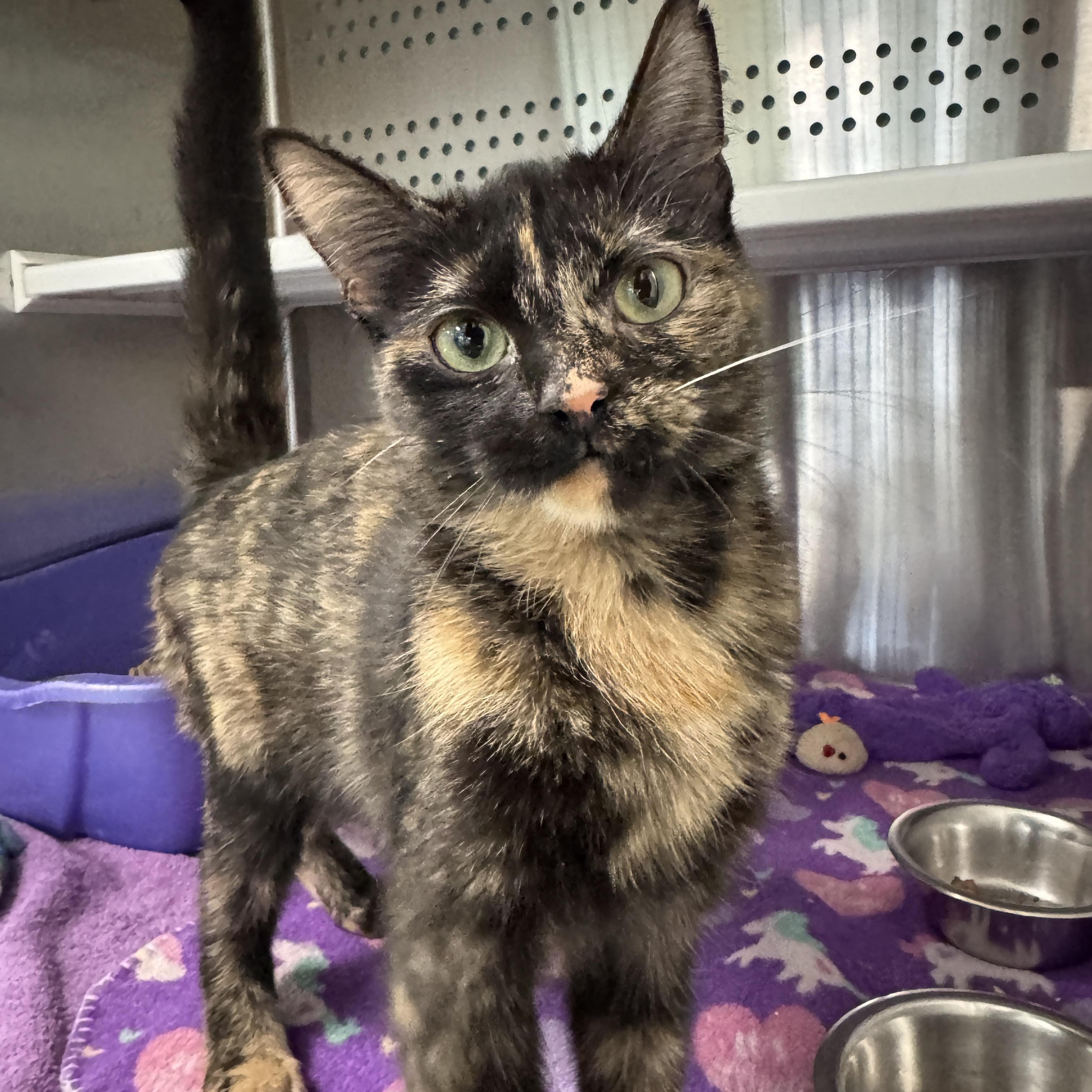 Bonita & Ruthie, Adoptable, Young Female Domestic Short Hair.