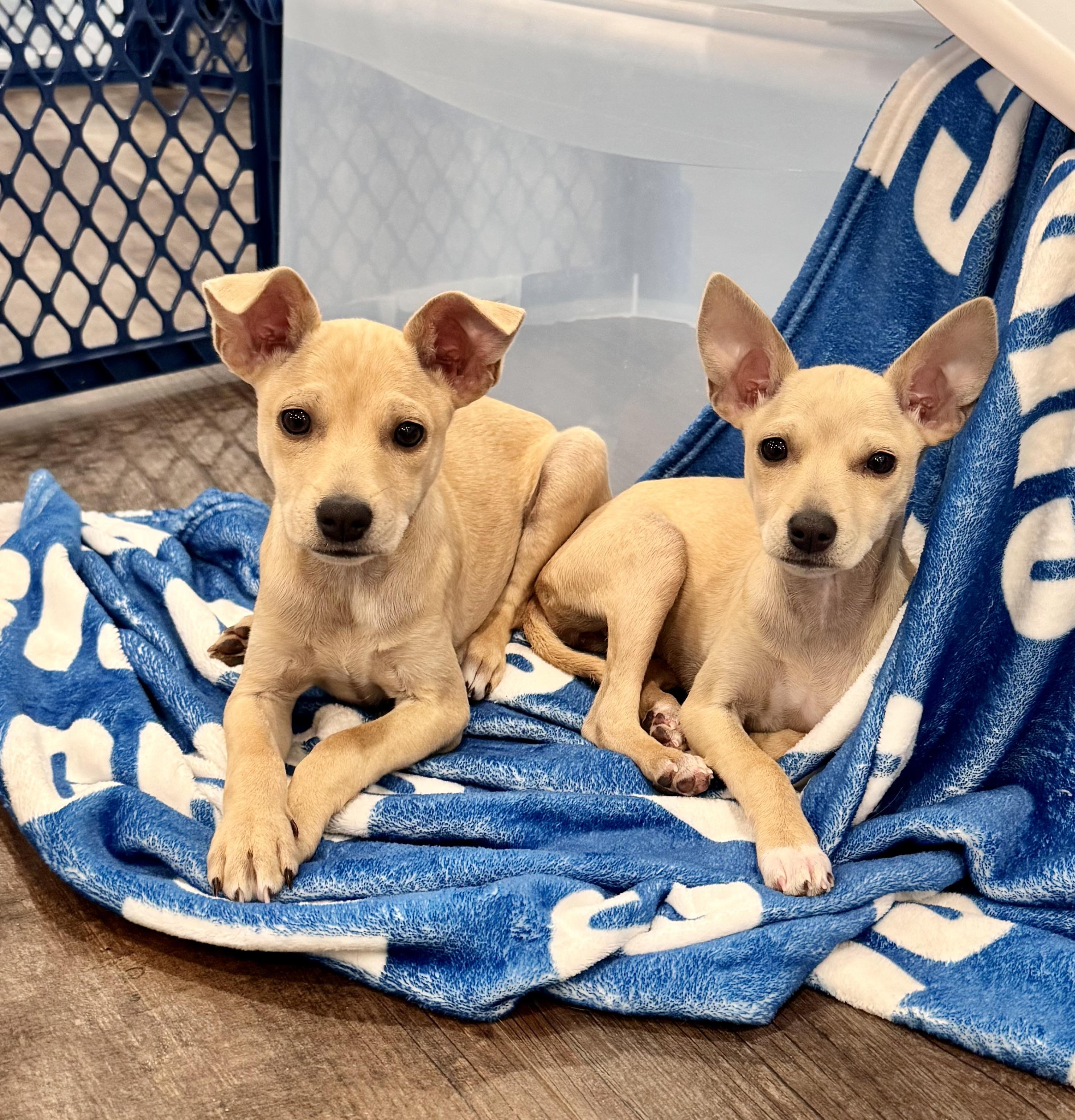 MICKEY AND MINNIE, a ADOPTABLE mixed breed in Dumont, NJ image 1/4