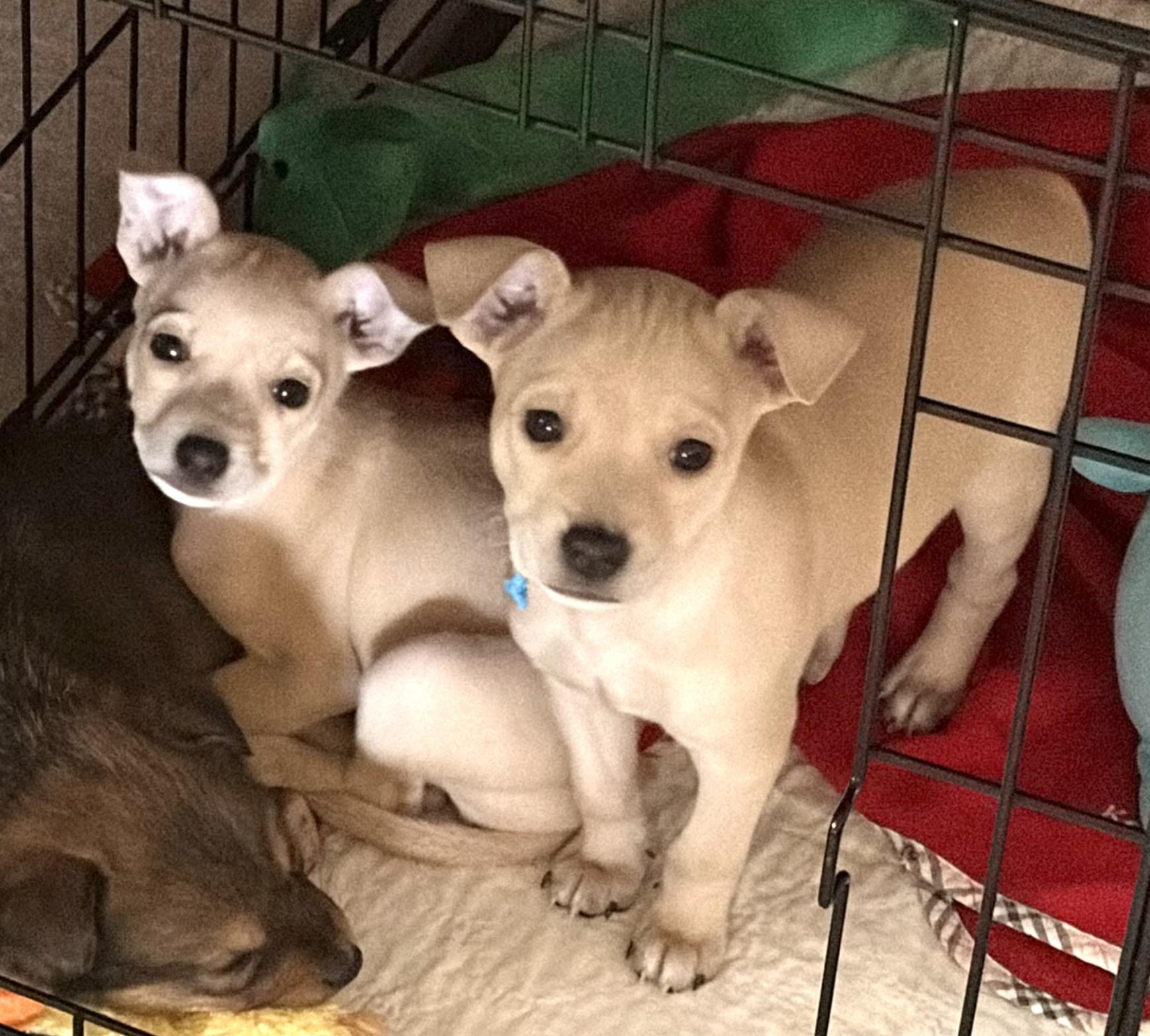 MICKEY AND MINNIE, a ADOPTABLE mixed breed in Dumont, NJ image 4/4