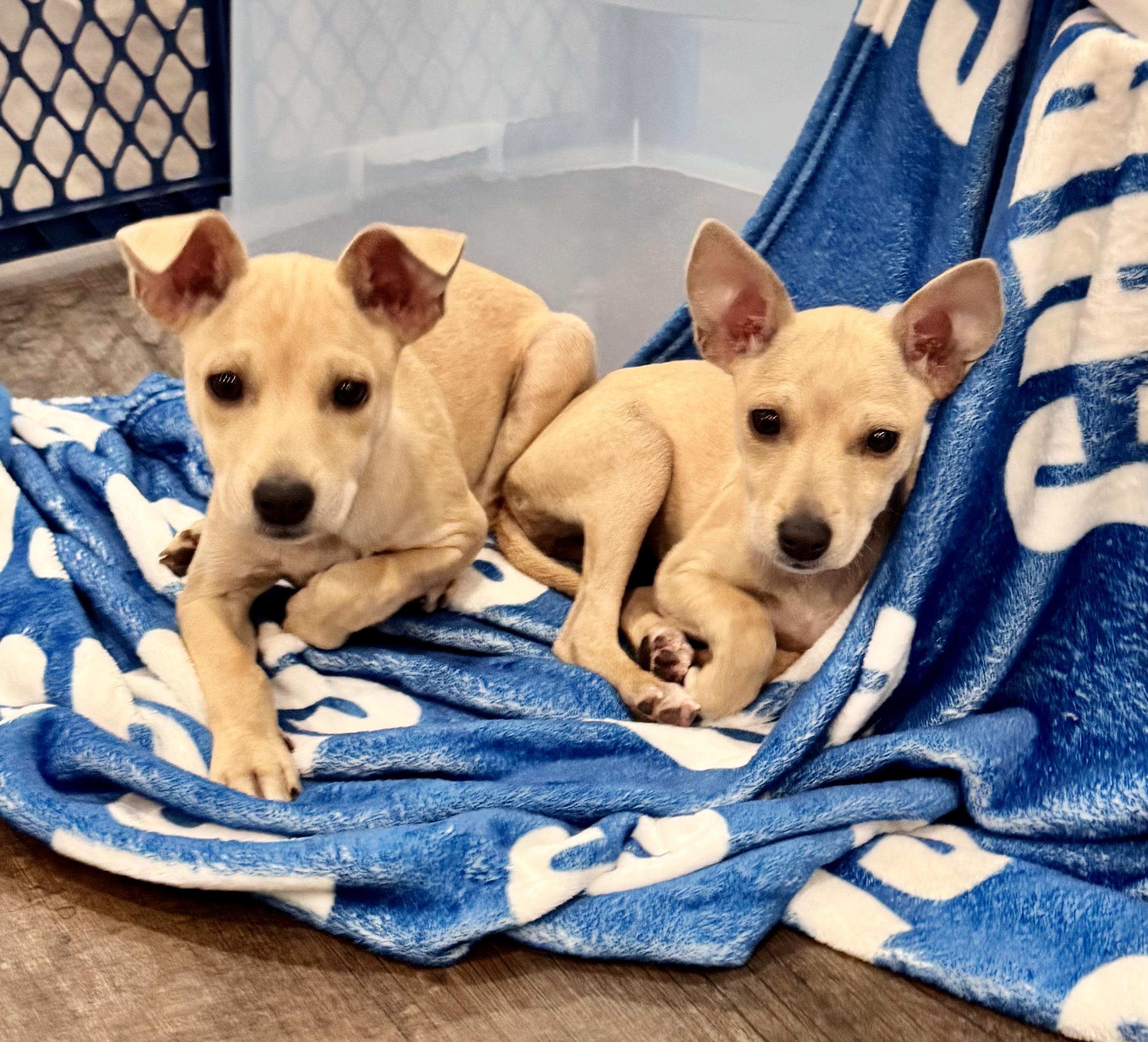 MICKEY AND MINNIE, a ADOPTABLE mixed breed in Dumont, NJ image 2/4