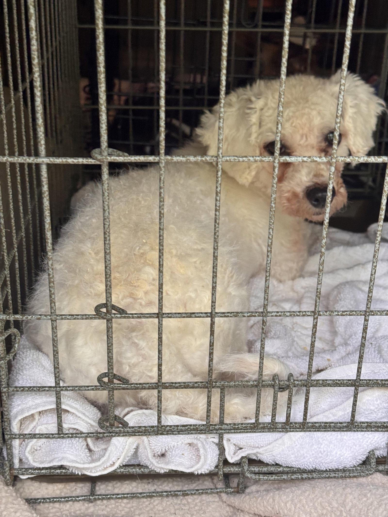 Enlarge Monty, a Adoptable Bichon Frise in Pottstown, PA image 1/1