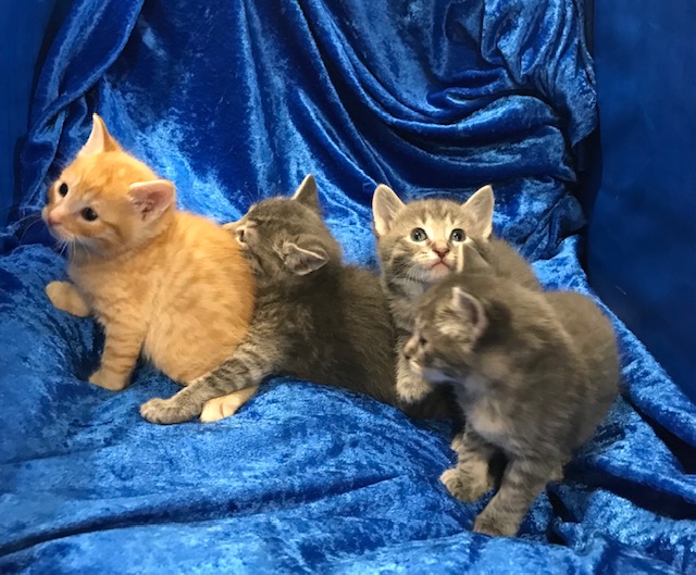 Kittens Galore!!, Adoptable, Kitten Female Maine Coon.