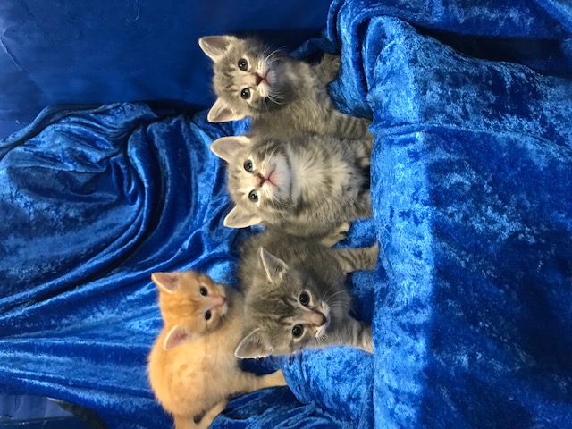 Enlarge Kittens Galore!!, a Adoptable Maine Coon in Gainesville, FL image 2/3