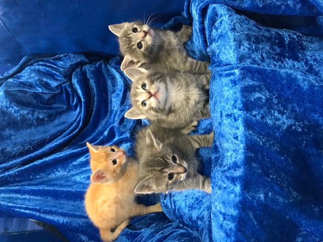 Enlarge Kittens Galore!!, a Adoptable Maine Coon in Gainesville, FL image 3/3