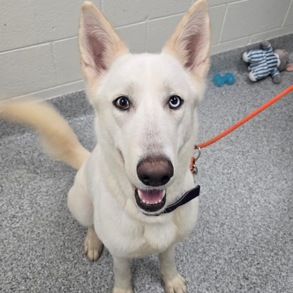 Enlarge Blair, a Adoptable mixed breed in Grand Rapids, MI image 1/4