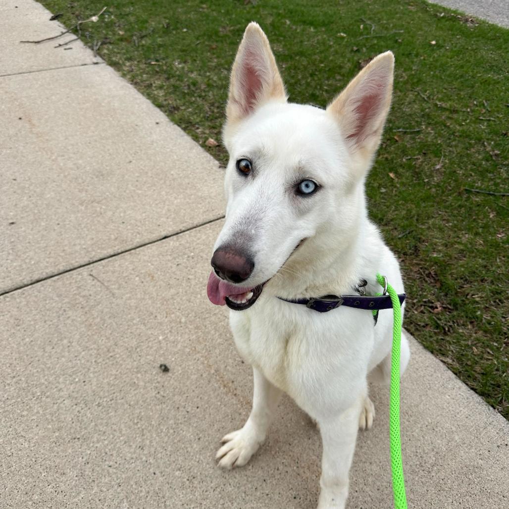 Enlarge Blair, a Adoptable mixed breed in Grand Rapids, MI image 2/4