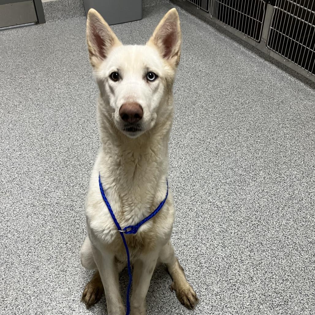 Enlarge Blair, a Adoptable mixed breed in Grand Rapids, MI image 3/4