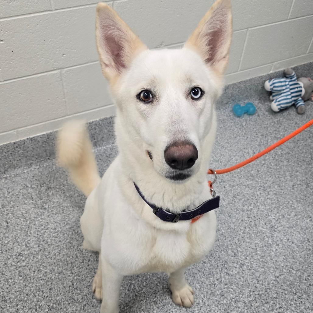 Enlarge Blair, a Adoptable mixed breed in Grand Rapids, MI image 4/4