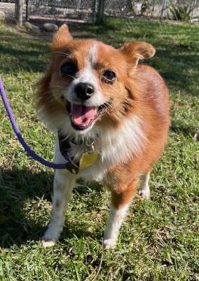 Birdie, adopted, Young Female Pomeranian & Chihuahua.