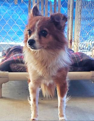 Enlarge Birdie, an adopted mixed breed in Santa Paula, CA image 4/5