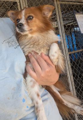 Enlarge Birdie, an adopted mixed breed in Santa Paula, CA image 5/5
