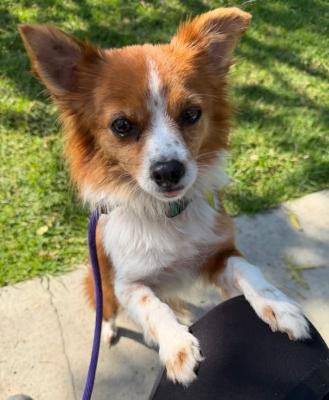 Enlarge Birdie, an adopted mixed breed in Santa Paula, CA image 3/5