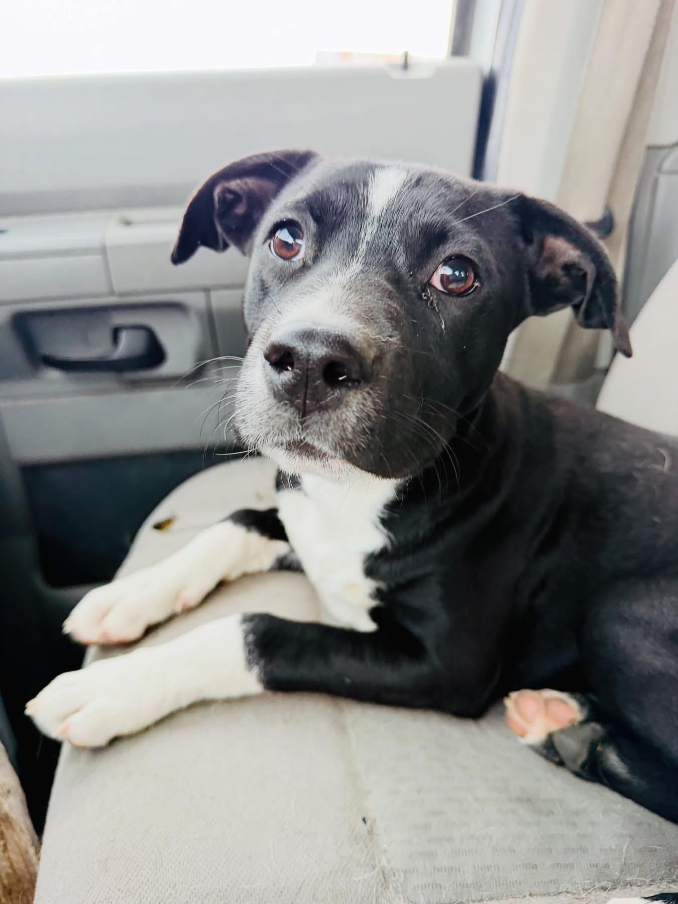Polka Dot, adopted, Puppy Female Mixed Breed.