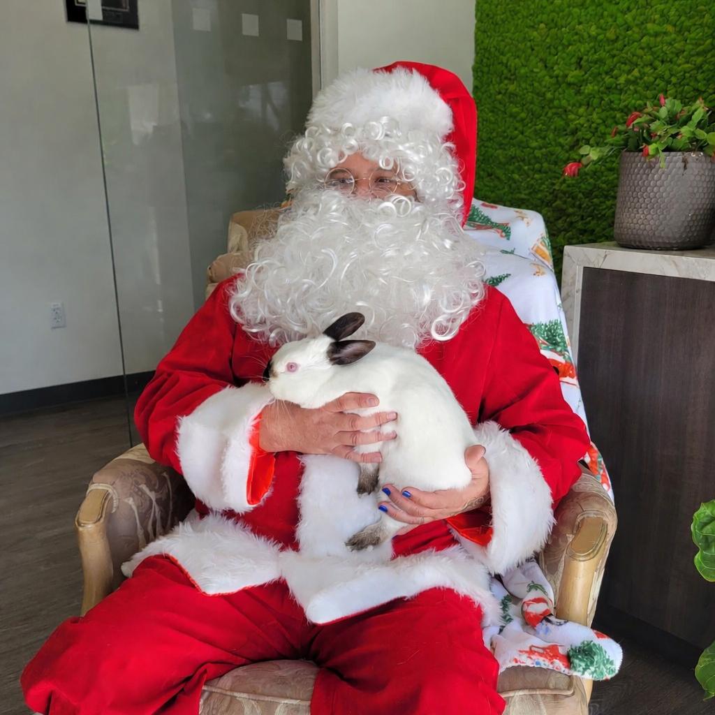 Enlarge Peaches, a Adoptable Himalayan in Miami, FL image 1/6